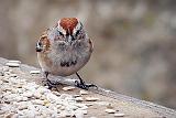 Sparrow On A Feeding Table_DSCF00236